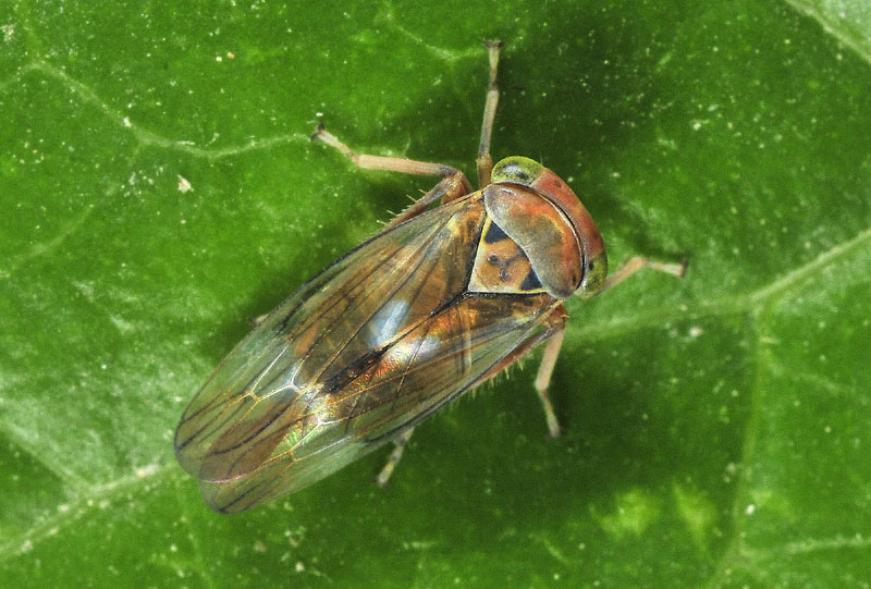 Cicadellidae:  Populicerus populi